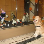 Golden Retriever and Halloween Dogs in store display