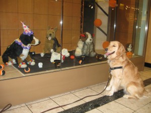 Golden Retriever and Halloween Dogs in store display