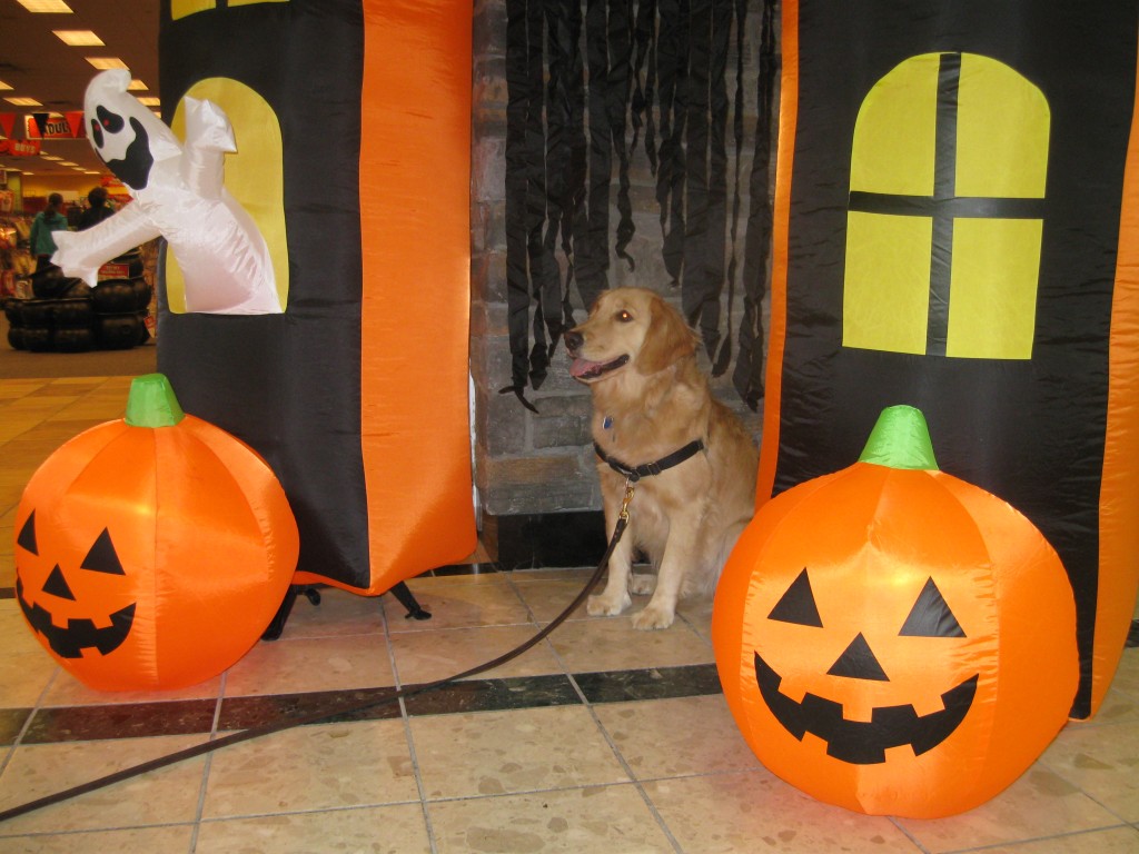Honey at the Halloween Store at the Shops at Ithaca Mall