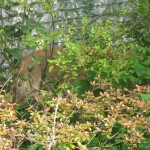 Honey the Golden Retriever in the garden