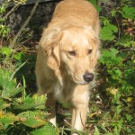 Honey the golden retriever goes on the hunt.