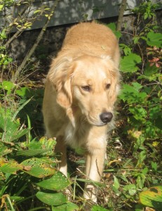 Golden Retriever