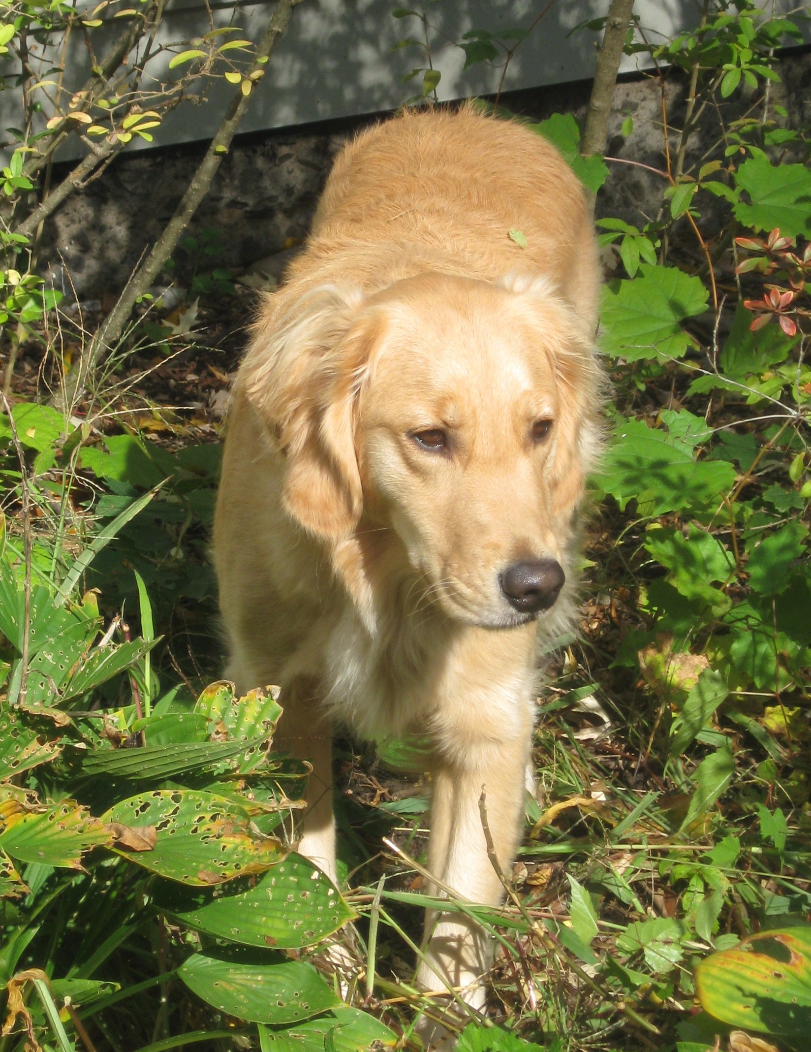 Honey the golden retriever goes on the hunt.