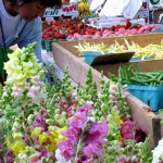 Snapdragons at Farmer's Market by colemama on Flickr.com
