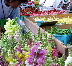 Snapdragons at Farmer's Market by colemama on Flickr.com