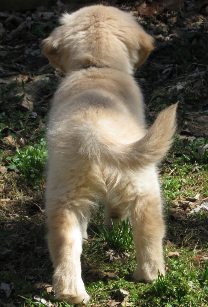 Golden Retriever Puppy Tail
