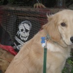 Golden Retriever with Halloween decor