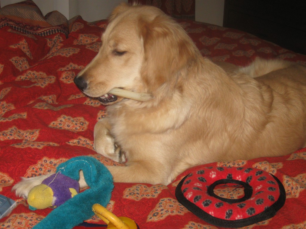 Golden Retriever on the bed with toys