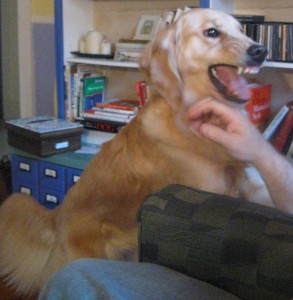 Honey the Golden Retriever plays bitey face