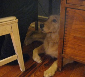Golden Retriever lying under the desk