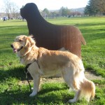 Golden Retriever with metal dog sculpture at Cass Park
