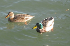 Honey's ducks Ducks swimming