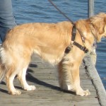 Golden Retriever on a dock