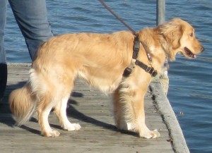 Honey on the inlet Golden Retriever on a dock