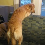 Golden Retriever looking out the window