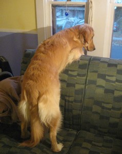 Golden Retriever looking out the window