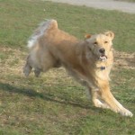 Golden Retriever running at the dog park