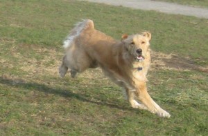 Golden Retriever running at the dog park
