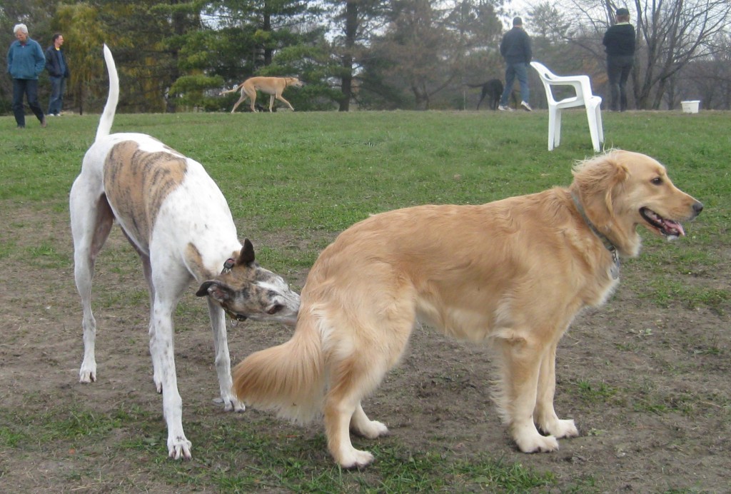 Greyhound sniffing Golden Retriever at Dog Park