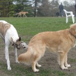 Greyhound sniffing Golden Retriever at Dog Park