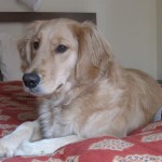 Golden Retriever on the bed