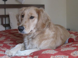Golden Retriever on the bed