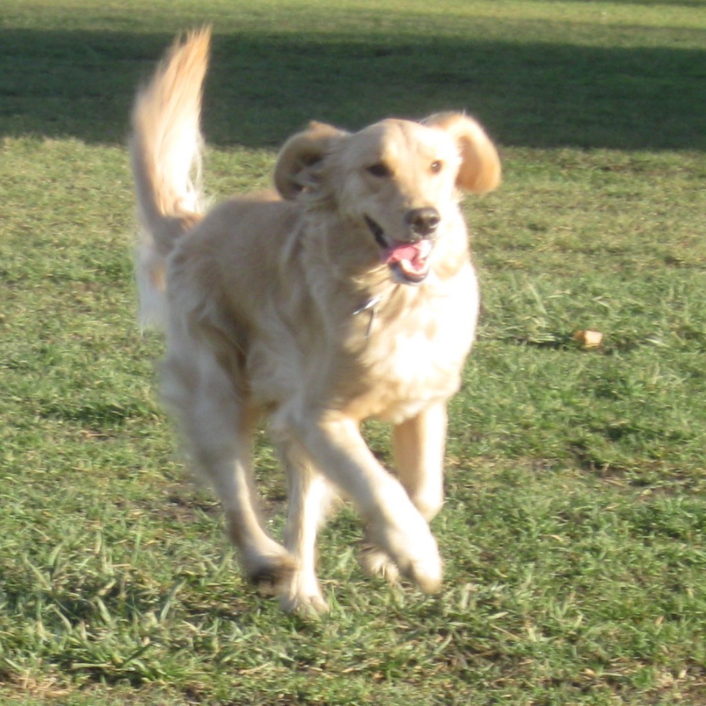 Golden Retriever funning