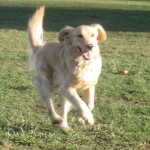 Golden Retriever funning