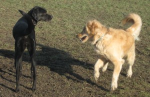 Golden Retriever and mixed black dog at the park