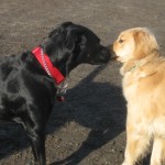 Golden Retriever and Black Lab at the dog park