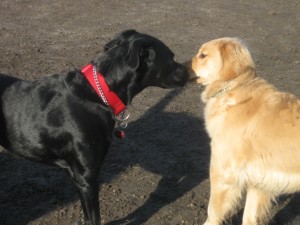 Golden Retriever and Black Lab at the dog park