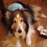 Lady, Shetland Sheepdog
