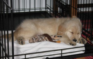 Golden Retriever puppy sleeping in crate
