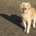 Golden Retriever on a sunny day