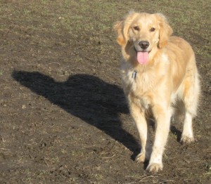 Golden Retriever on a sunny day