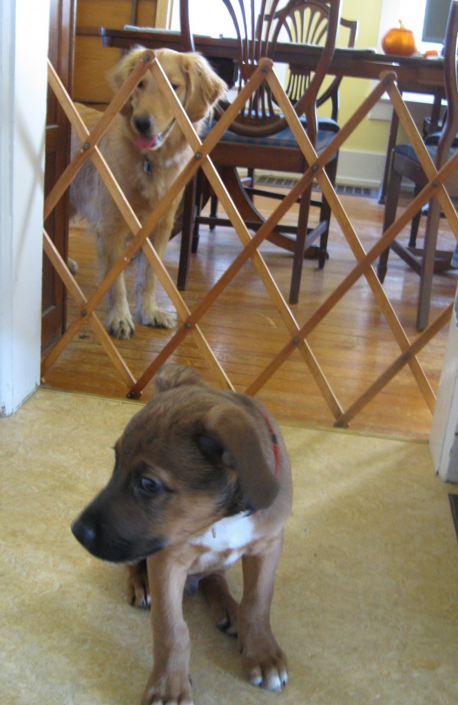 mixed breed puppy and Golden Retriever
