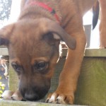 Mixed breed puppy walking down stairs