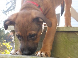 Mixed breed puppy walking down stairs