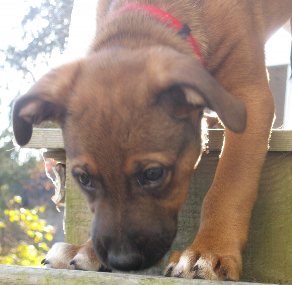 Foster Puppy Scooter on the stairs