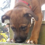 Foster Puppy Scooter on the stairs