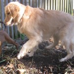 Golden Retriever and mixed breed puppy playing