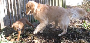 Golden Retriever and mixed breed puppy playing