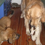Golden Retriever and mixed breed puppy