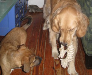 Golden Retriever and mixed breed puppy