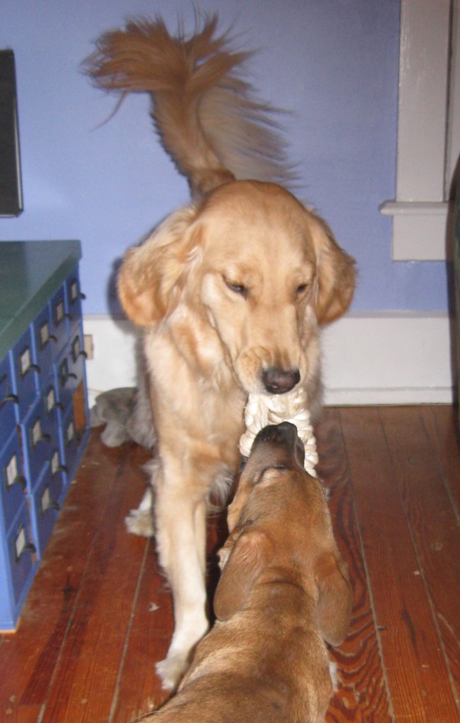 Golden Retriever and mixed breed puppy playing