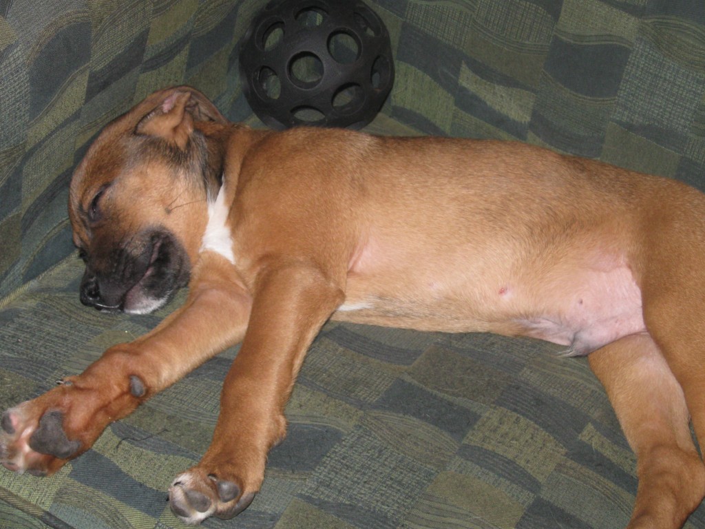 sleeping puppy