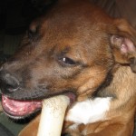 Mixed breed puppy Scooter chewing Nylabone