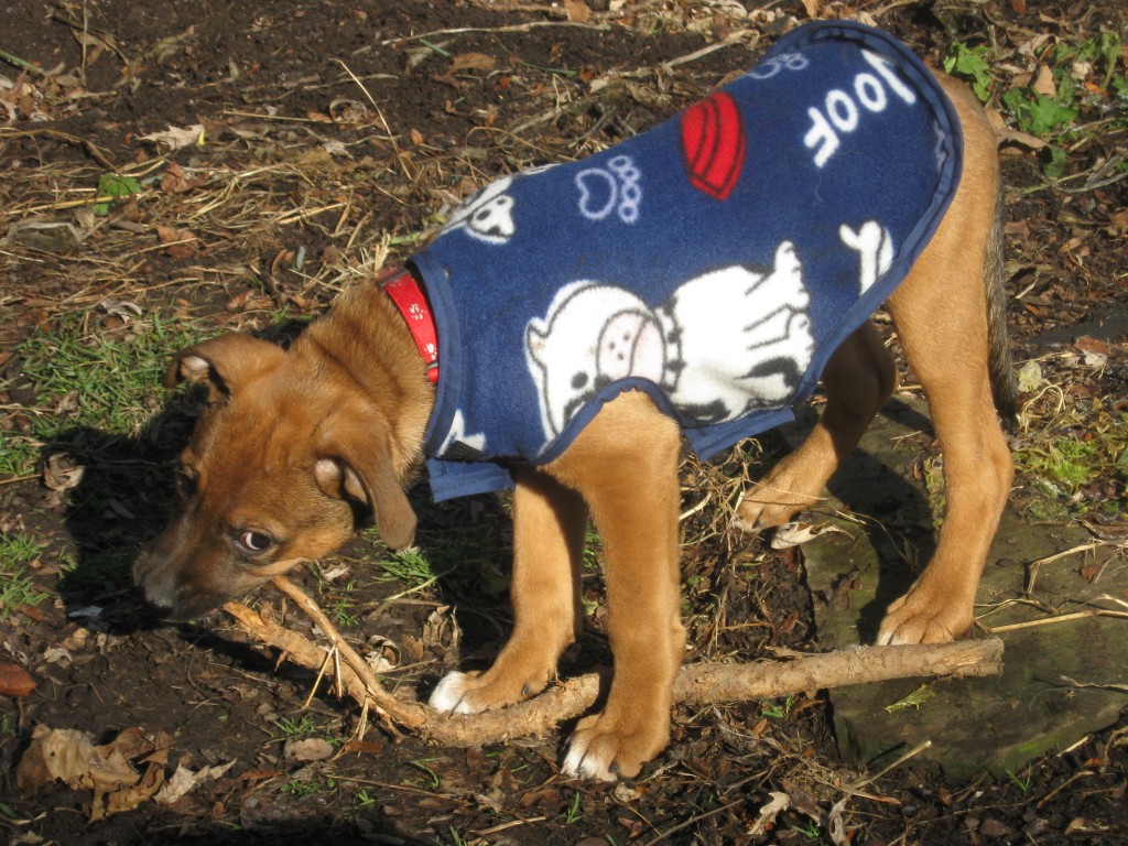 Puppy in coat chewing on a stick