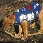 Puppy in coat chewing on a stick