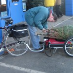 Man attaching baled Christmas tree to bike cart
